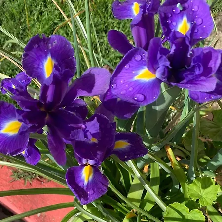 펜션 Quinta Do Norte - Biscoitos *