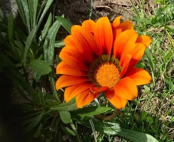 Quinta Do Norte - Biscoitos 펜션