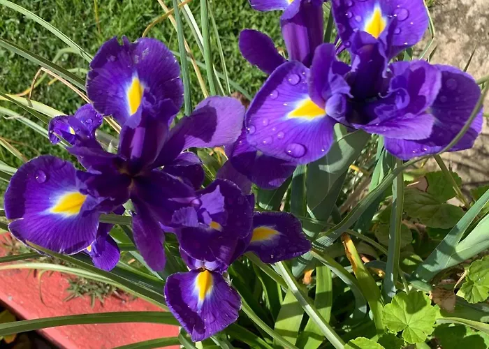 펜션 Quinta Do Norte - Biscoitos *